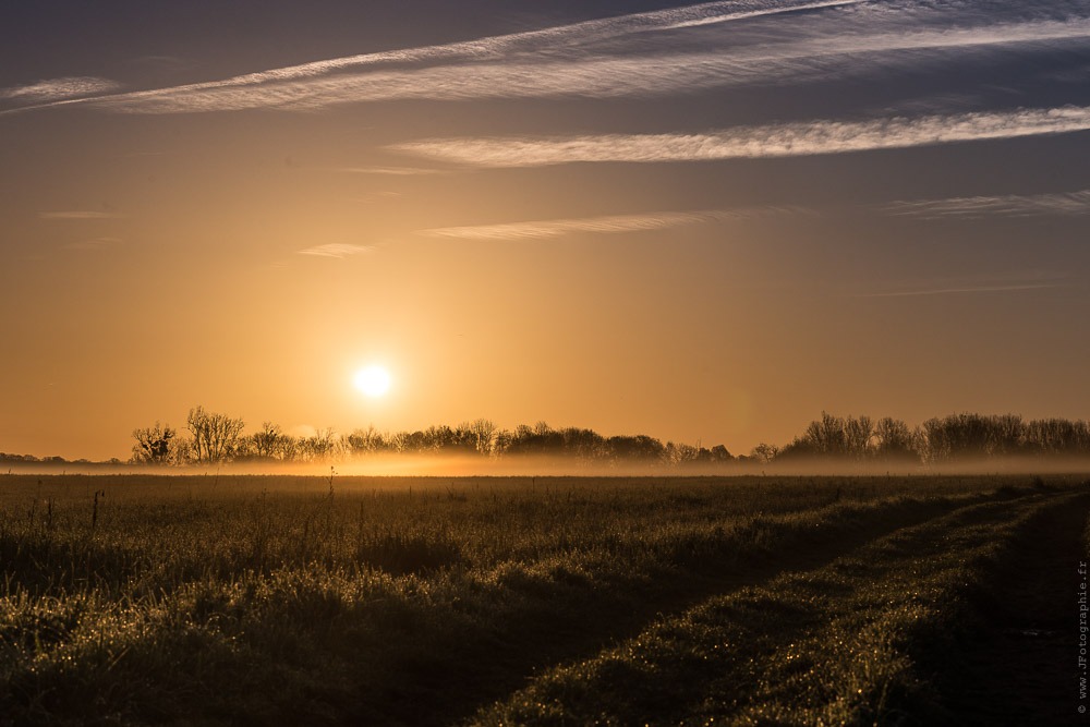 Champ brume